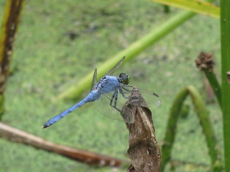Photo of Eastern Pondhawk
