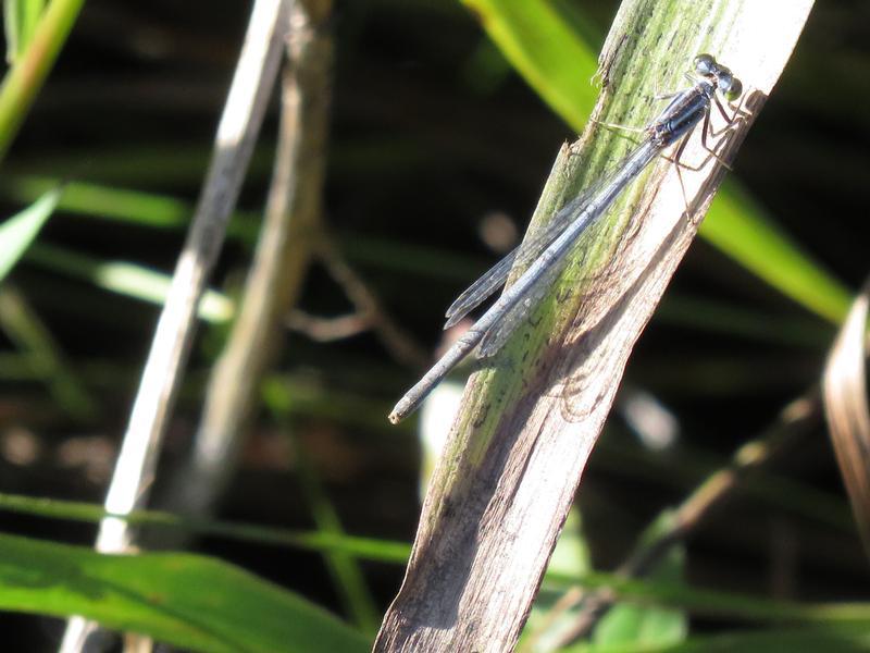Photo of Eastern Forktail
