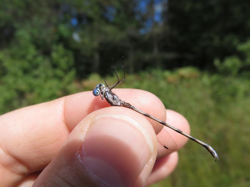 Photo of Spotted Spreadwing