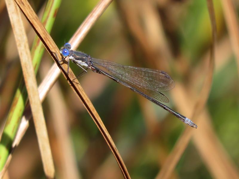 Photo of Spotted Spreadwing