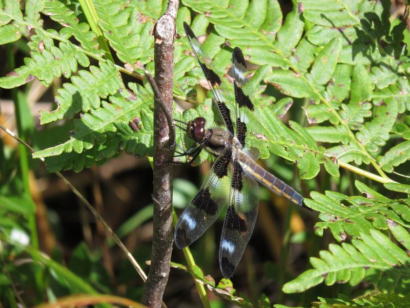 Photo of Twelve-spotted Skimmer