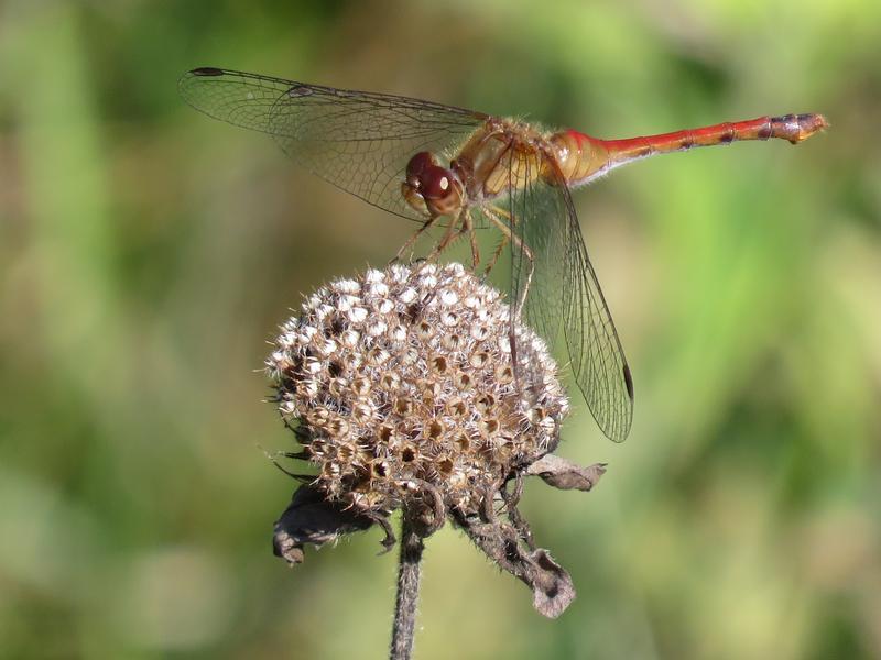 Photo of Autumn Meadowhawk