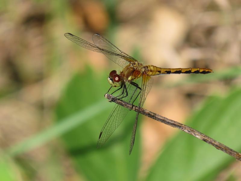 Photo of White-faced Meadowhawk