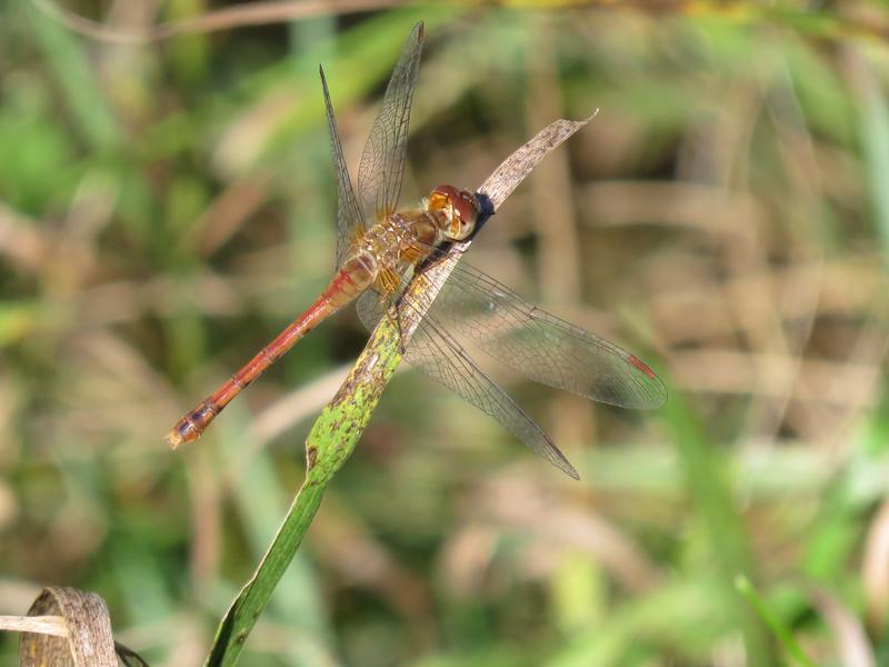 Photo of Autumn Meadowhawk