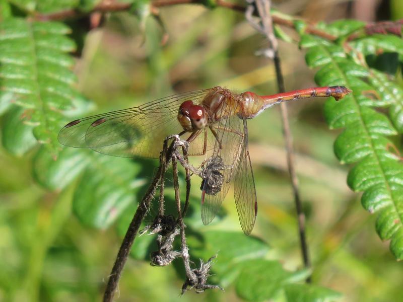 Photo of Autumn Meadowhawk