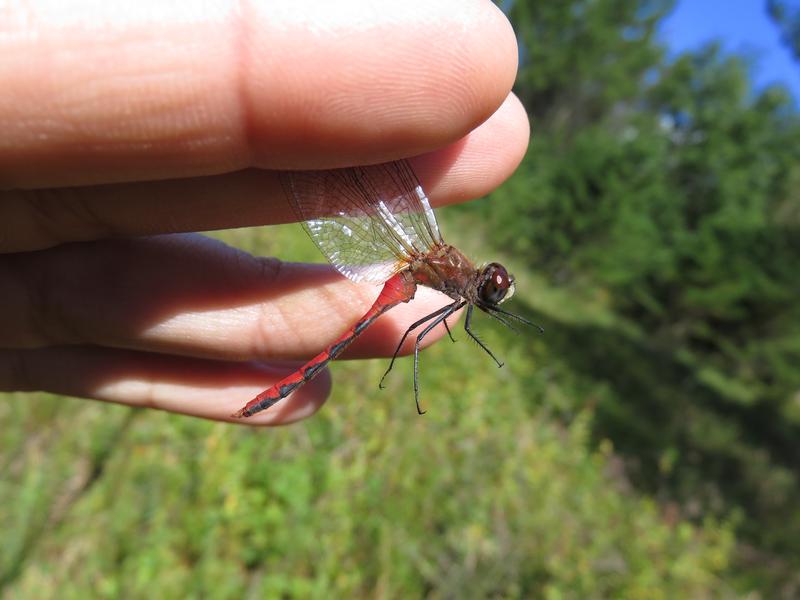 Photo of White-faced Meadowhawk