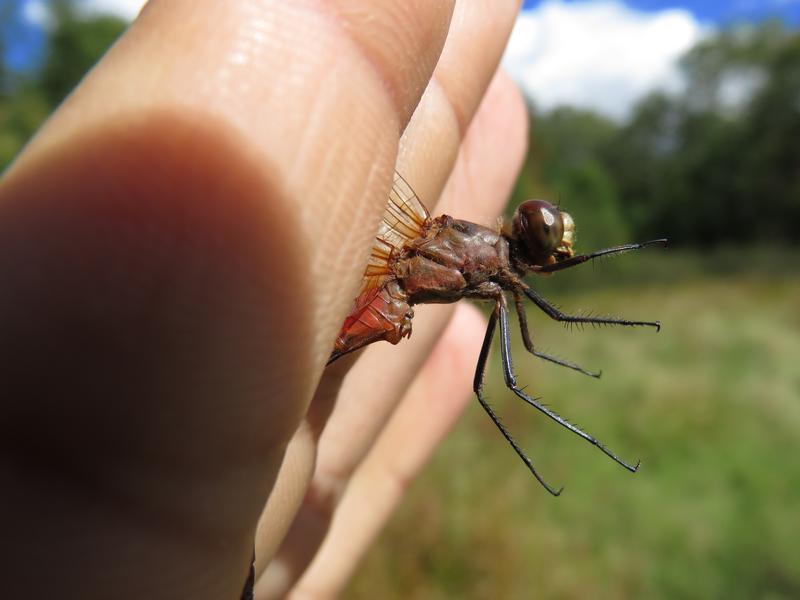 Photo of Ruby Meadowhawk