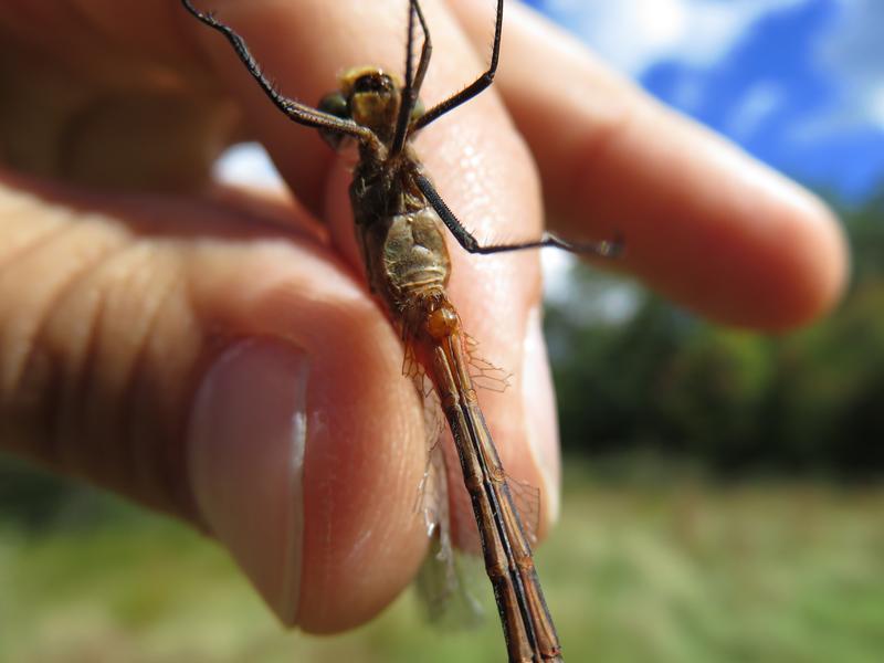 Photo of Ruby Meadowhawk