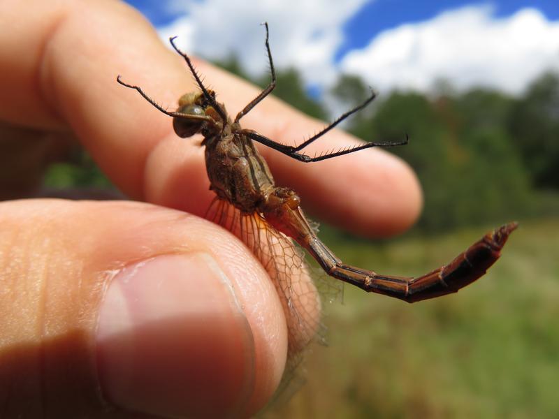 Photo of Ruby Meadowhawk