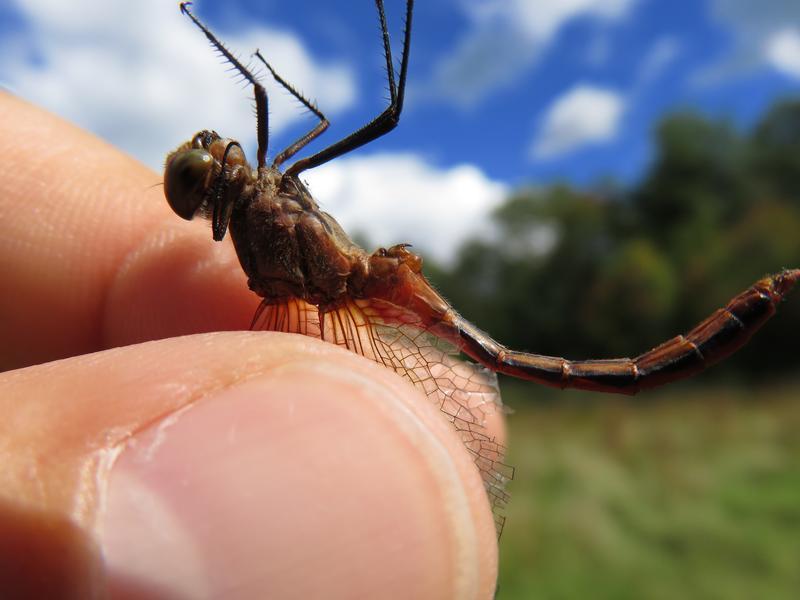 Photo of Ruby Meadowhawk
