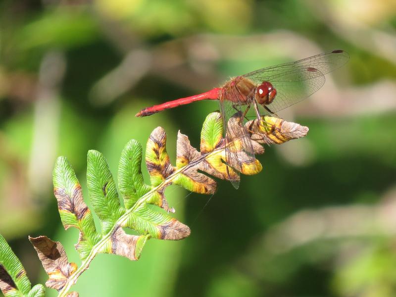 Photo of Autumn Meadowhawk