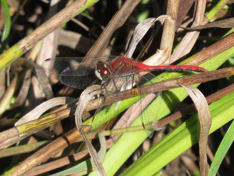 Photo of White-faced Meadowhawk