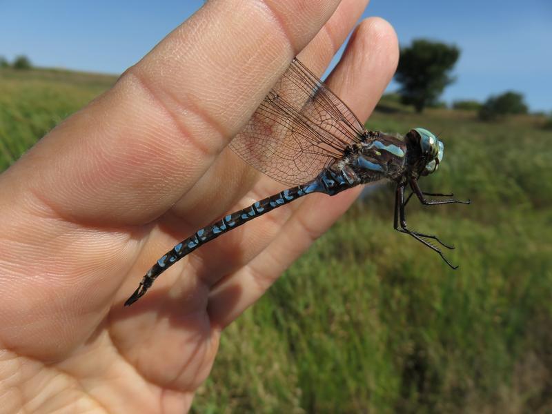 Photo of Canada Darner