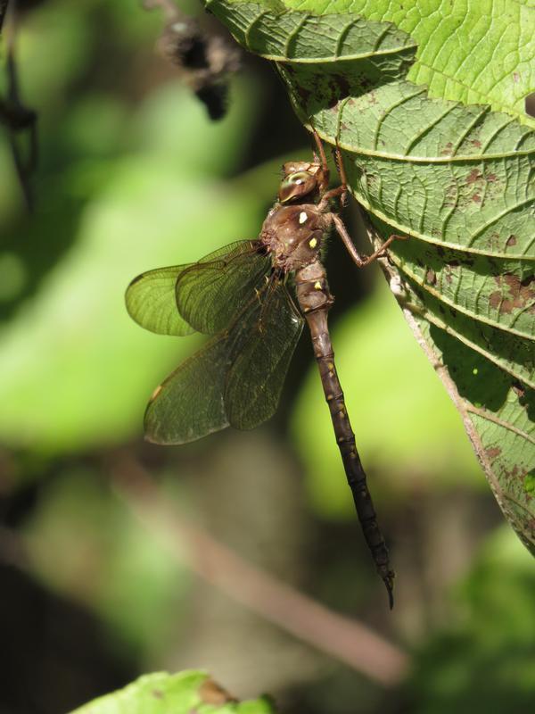 Photo of Fawn Darner