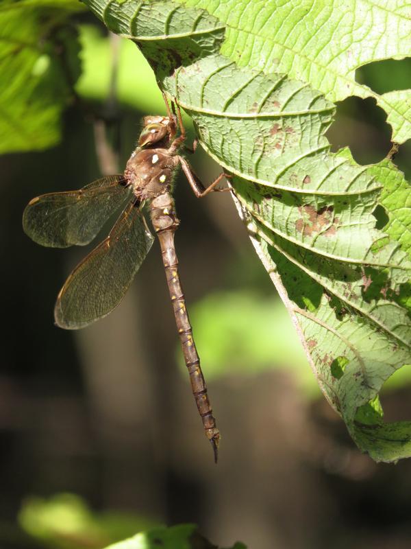 Photo of Fawn Darner