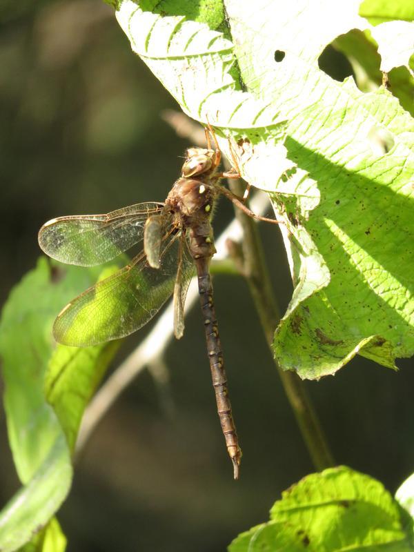 Photo of Fawn Darner