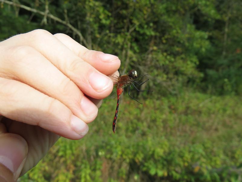 Photo of White-faced Meadowhawk