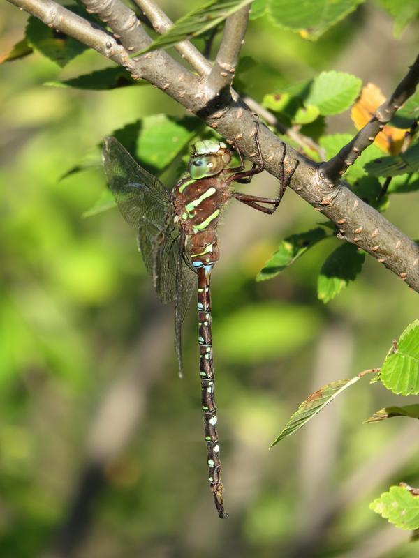 Photo of Shadow Darner