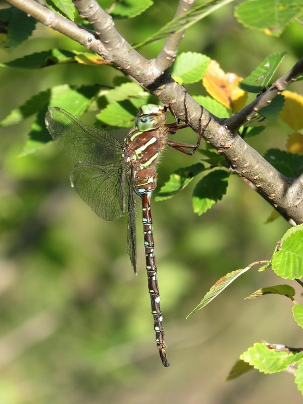 Photo of Shadow Darner