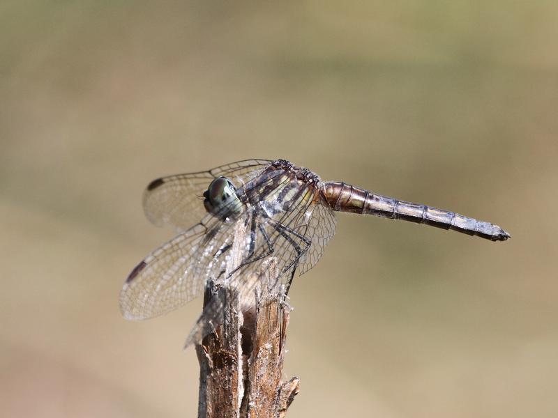 Photo of Blue Dasher