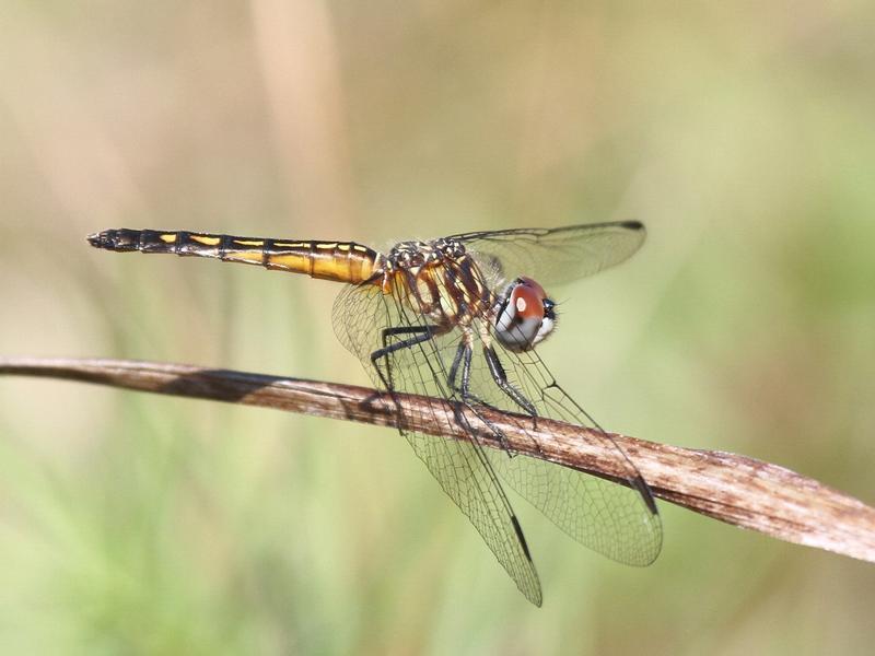 Photo of Blue Dasher