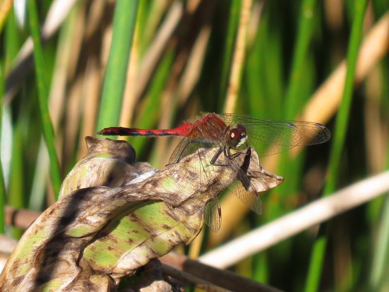 Photo of White-faced Meadowhawk