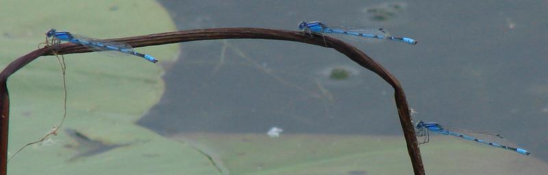 Photo of Familiar Bluet