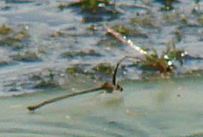 Photo of Orange Bluet