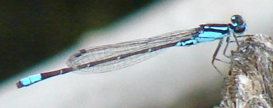 Photo of Skimming Bluet