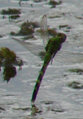 Photo of Eastern Pondhawk