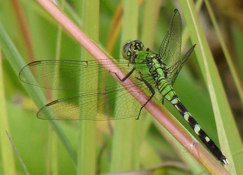 Photo of Eastern Pondhawk