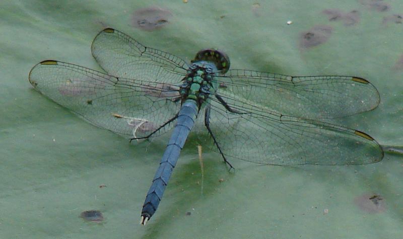 Photo of Eastern Pondhawk