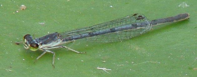 Photo of Eastern Forktail