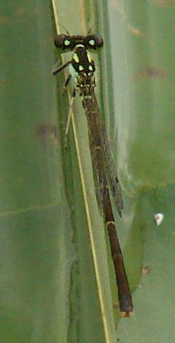 Photo of Fragile Forktail