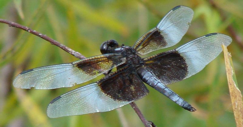 Photo of Widow Skimmer