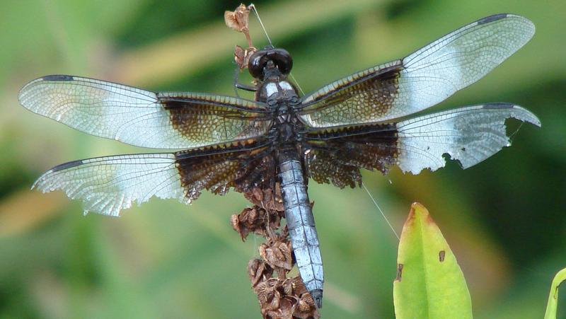 Photo of Widow Skimmer