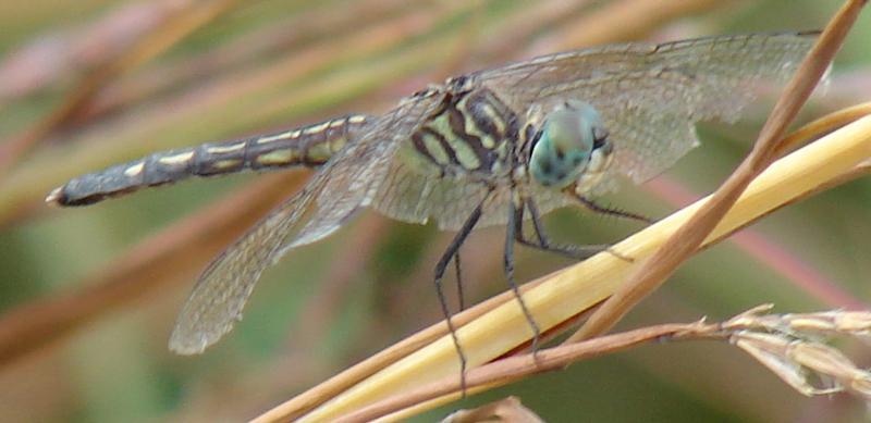 Photo of Blue Dasher