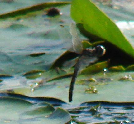 Photo of Blue Dasher