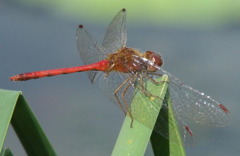 Photo of Autumn Meadowhawk