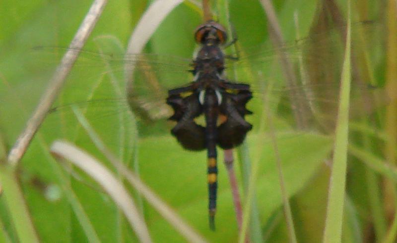 Photo of Black Saddlebags