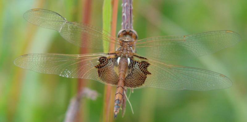 Photo of Red Saddlebags