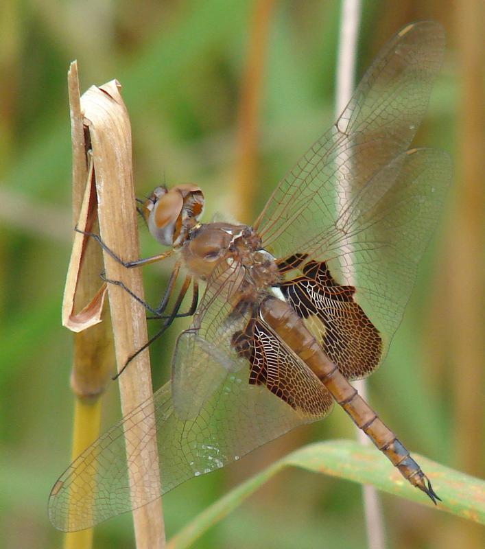 Photo of Red Saddlebags