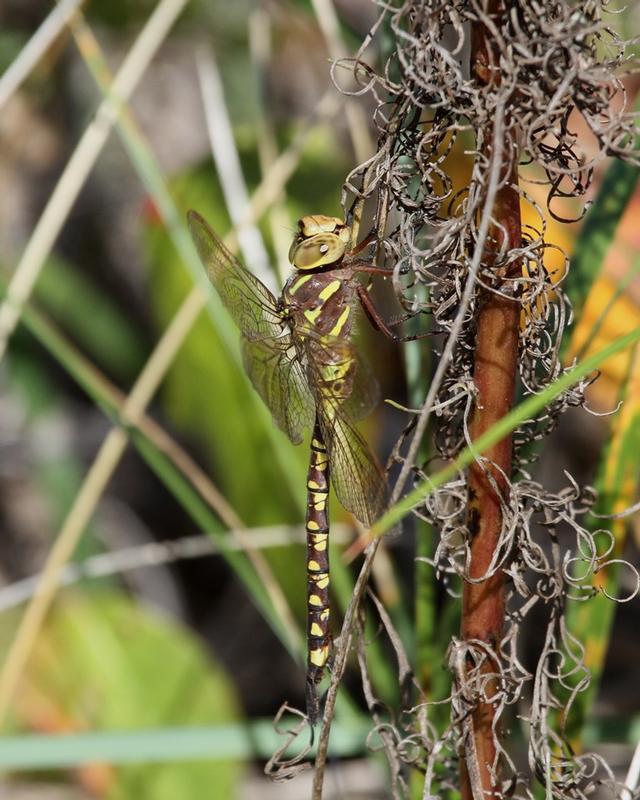 Photo of Lance-tipped Darner