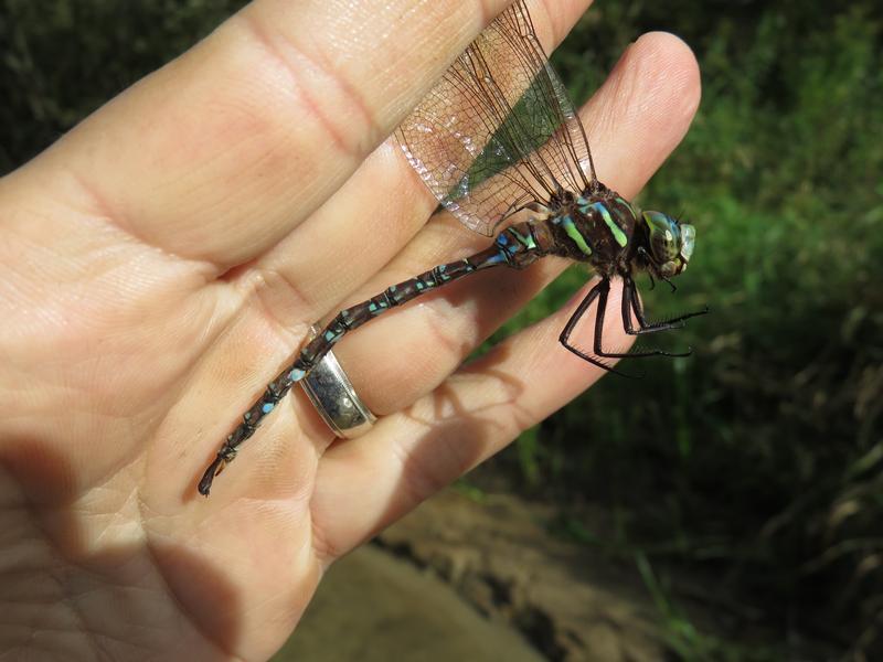 Photo of Shadow Darner