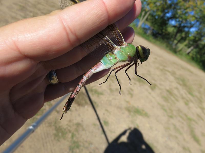 Photo of Common Green Darner
