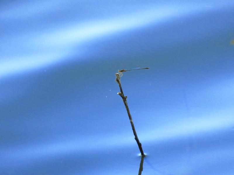 Photo of Orange Bluet