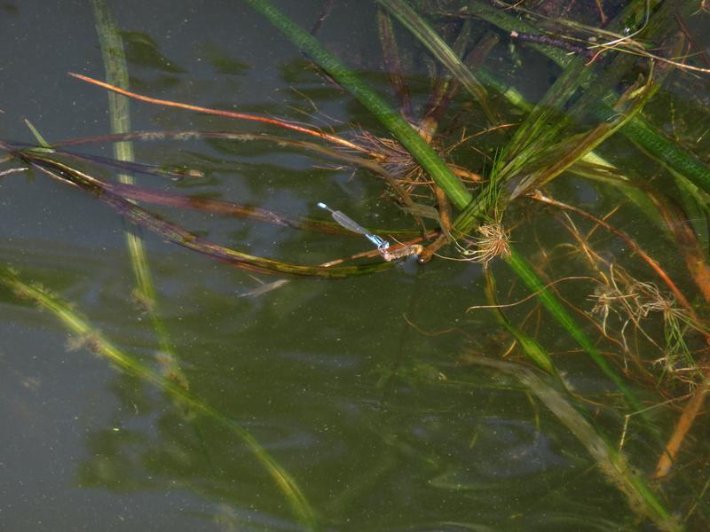 Photo of Skimming Bluet
