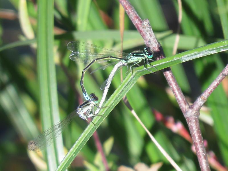 Photo of Eastern Forktail