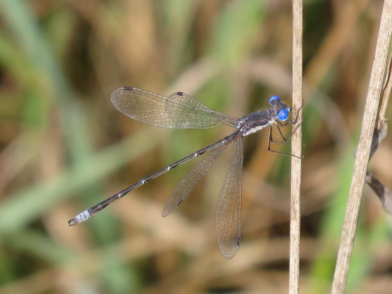 Photo of Spotted Spreadwing