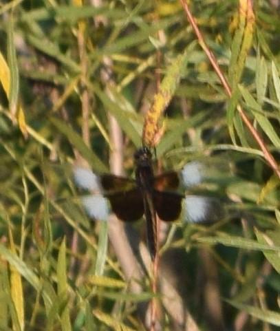 Photo of Widow Skimmer